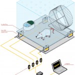 mouse cage measurements