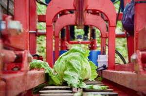 50793_ids-agri-epicentre-lettuce-conveyer